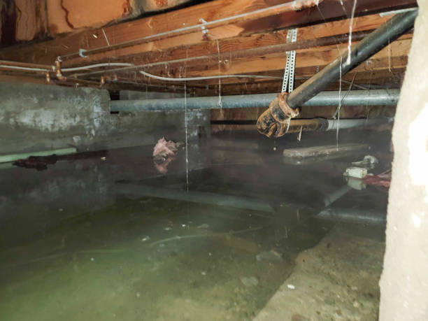 Best Water damage restoration experts  in Milton, DE